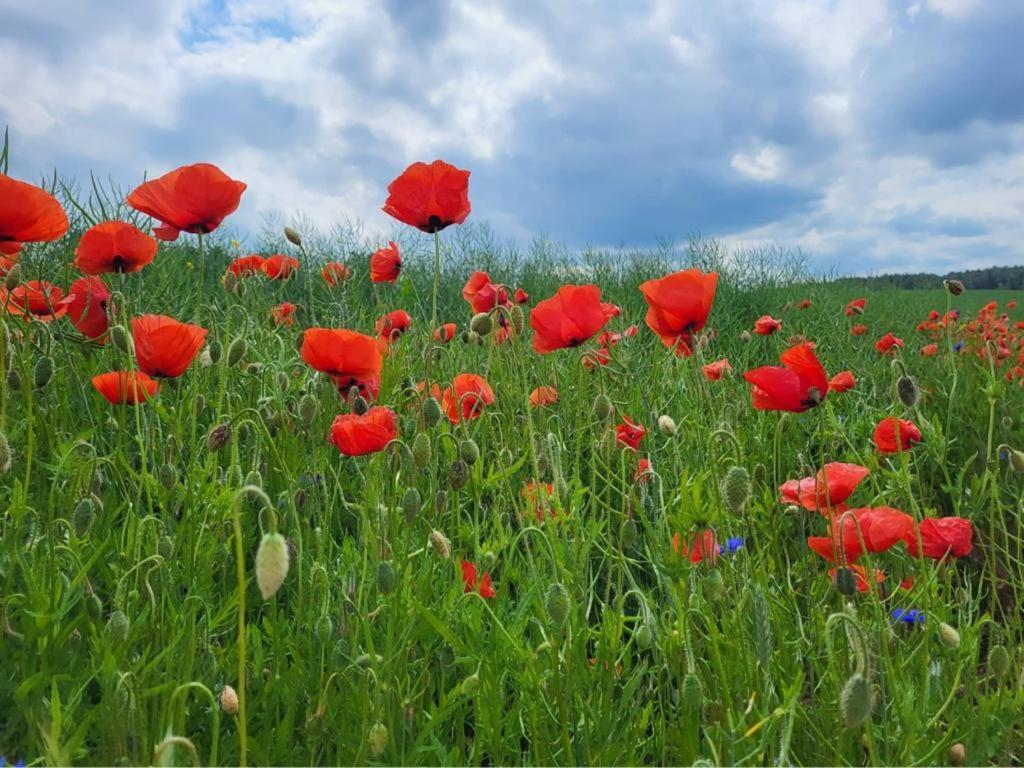 Gizycko-Przerwanki Domki Widok Na Mazury Exterior foto