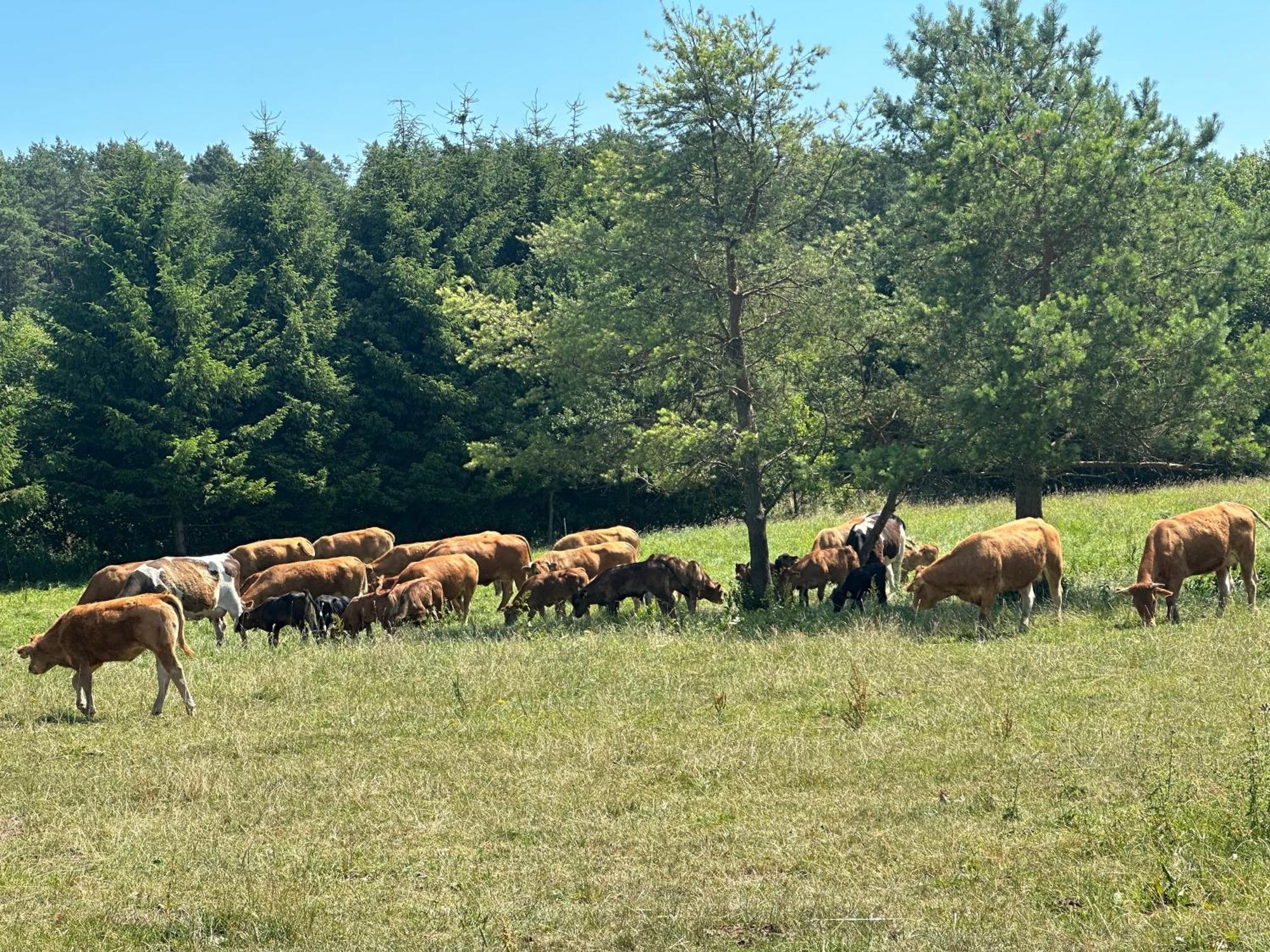 Gizycko-Przerwanki Domki Widok Na Mazury Exterior foto